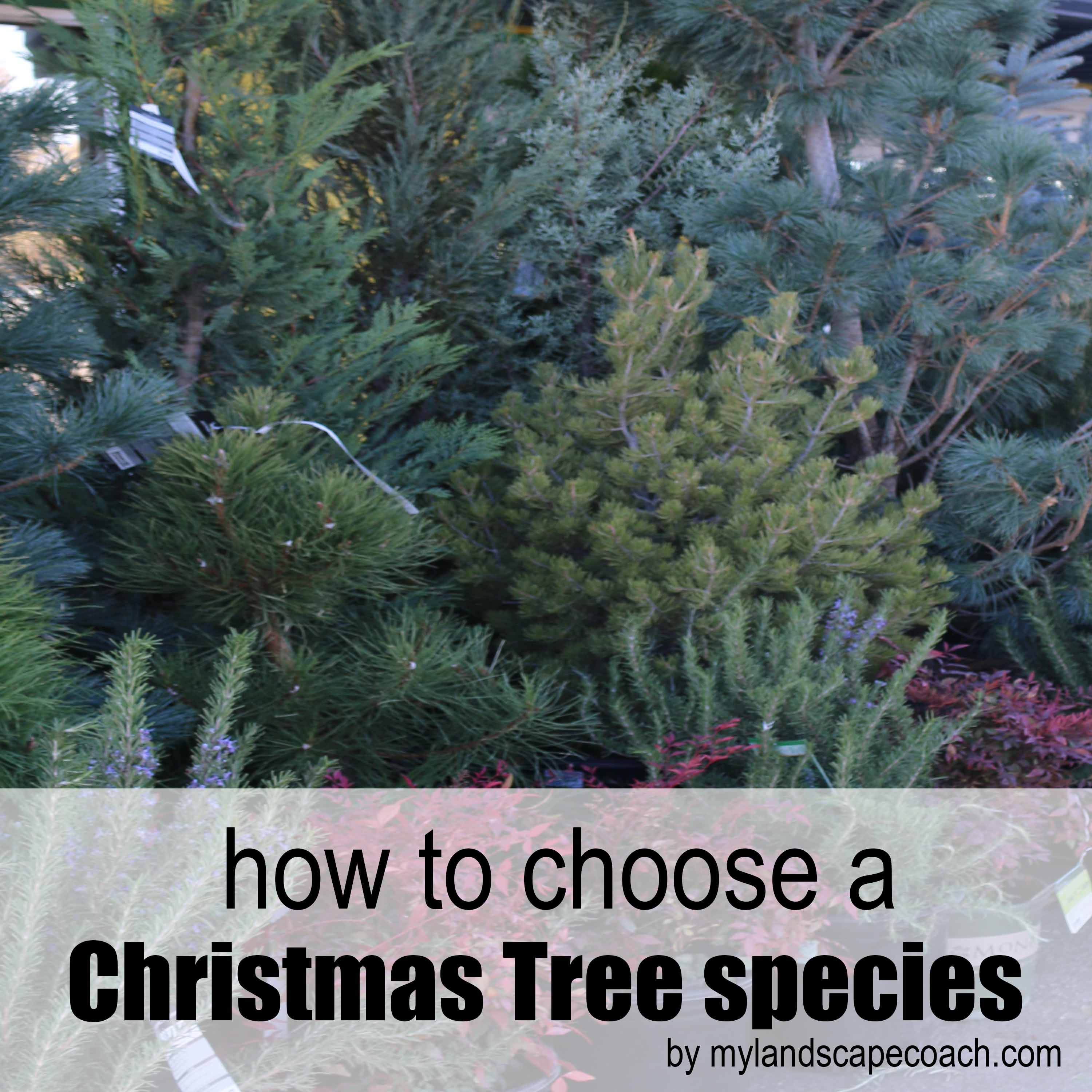 christmas tree species christmas tree species