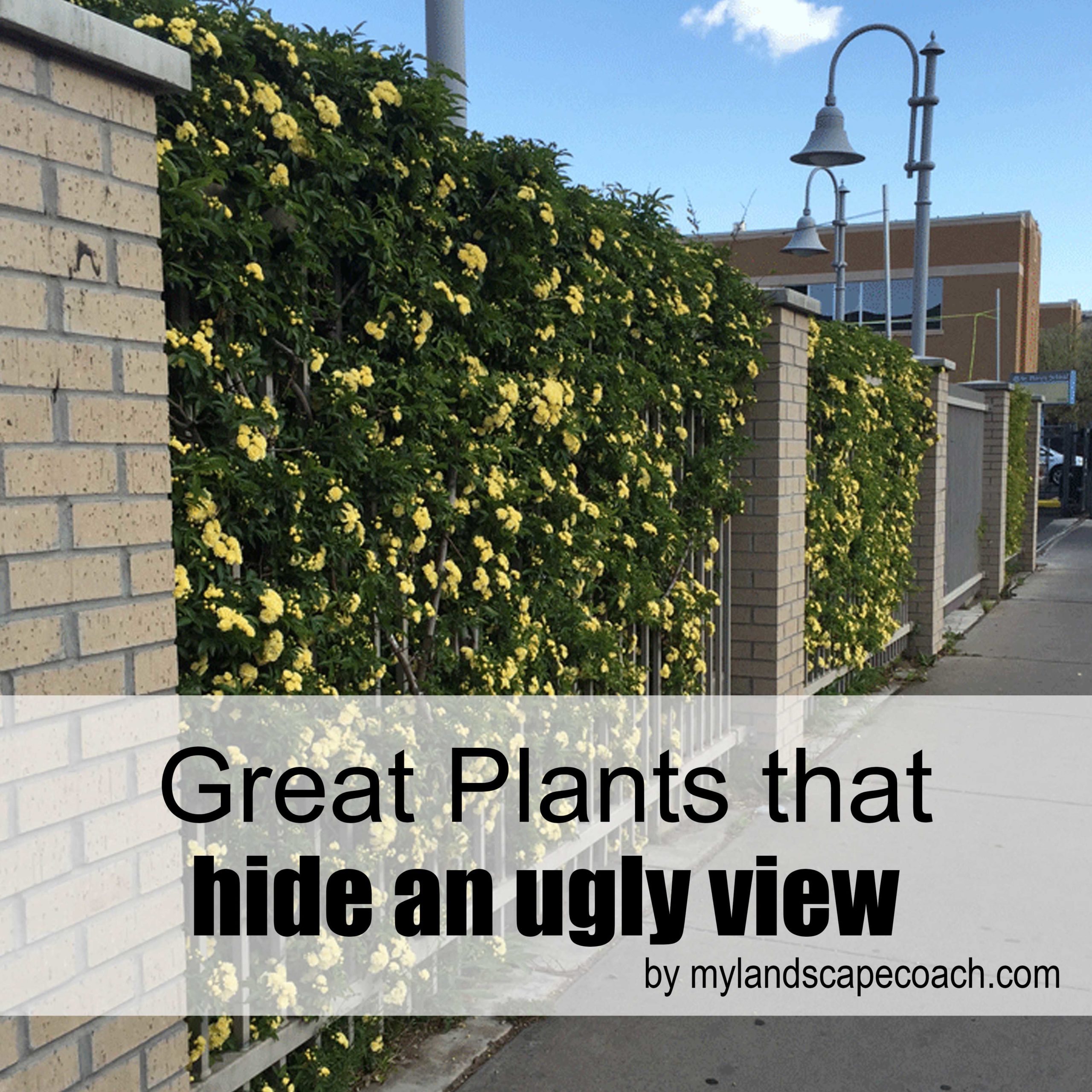 Great Plants That Hide An Ugly View Great Plants That Hide An Ugly View